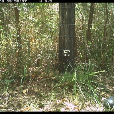 Leucosarcia melanoleuca (Wonga Pigeon) at Lower Pappinbarra, NSW - 9 Jan 2025 by dave@kerrie