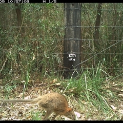 Thylogale thetis (Red-necked Pademelon) at Lower Pappinbarra, NSW - 9 Jan 2025 by dave@kerrie