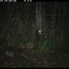 Perameles nasuta (Long-nosed Bandicoot) at Lower Pappinbarra, NSW - 19 Jan 2025 by dave@kerrie