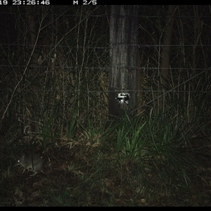 Perameles nasuta (Long-nosed Bandicoot) at Lower Pappinbarra, NSW - 19 Jan 2025 by dave@kerrie