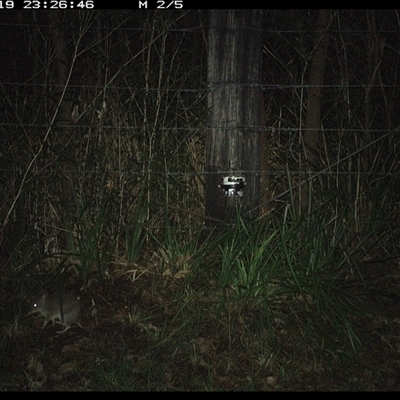 Perameles nasuta (Long-nosed Bandicoot) at Lower Pappinbarra, NSW - 19 Jan 2025 by dave@kerrie