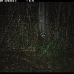 Perameles nasuta at Lower Pappinbarra, NSW - 19 Jan 2025 11:26 PM