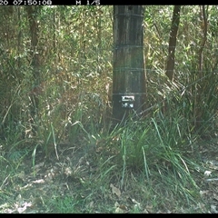 Unverified Bird at Lower Pappinbarra, NSW - 20 Jan 2025 by dave@kerrie