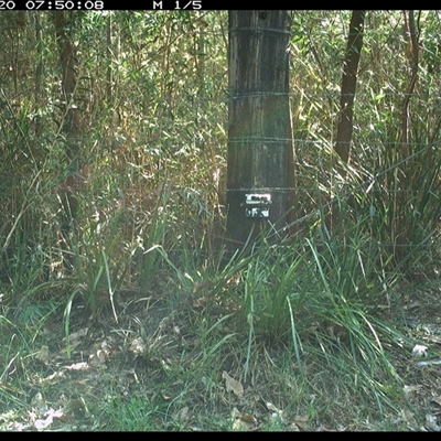 Unverified Bird at Lower Pappinbarra, NSW - 20 Jan 2025 by dave@kerrie