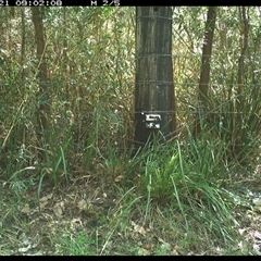Psophodes olivaceus (Eastern Whipbird) at Lower Pappinbarra, NSW - 21 Jan 2025 by dave@kerrie