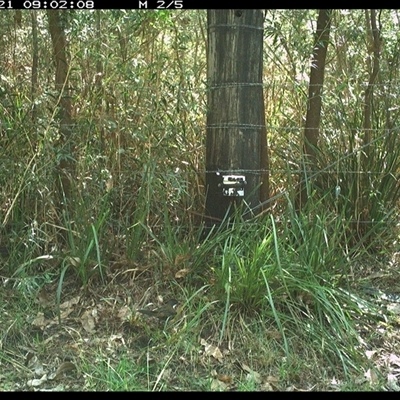 Psophodes olivaceus (Eastern Whipbird) at Lower Pappinbarra, NSW - 21 Jan 2025 by dave@kerrie