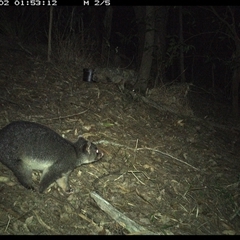 Trichosurus caninus (Mountain Brushtail Possum) at Pappinbarra, NSW - 2 Oct 2024 by jonvanbeest