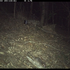 Rattus fuscipes (Bush Rat) at Pappinbarra, NSW - 2 Oct 2024 by jonvanbeest