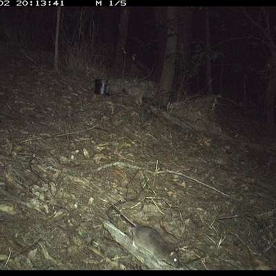 Rattus fuscipes (Bush Rat) at Pappinbarra, NSW - 2 Oct 2024 by jonvanbeest