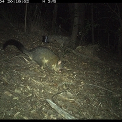 Trichosurus vulpecula (Common Brushtail Possum) at Pappinbarra, NSW - 4 Oct 2024 by jonvanbeest