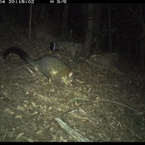Trichosurus vulpecula (Common Brushtail Possum) at Pappinbarra, NSW - 4 Oct 2024 by jonvanbeest