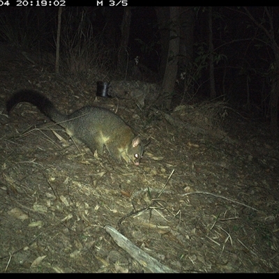 Trichosurus vulpecula (Common Brushtail Possum) at Pappinbarra, NSW - 4 Oct 2024 by jonvanbeest