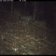 Sminthopsis murina (Common Dunnart) at Pappinbarra, NSW - 13 Oct 2024 by jonvanbeest