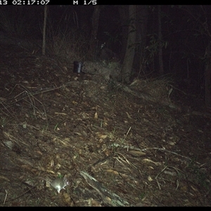 Sminthopsis murina (Common Dunnart) at Pappinbarra, NSW - 13 Oct 2024 by jonvanbeest