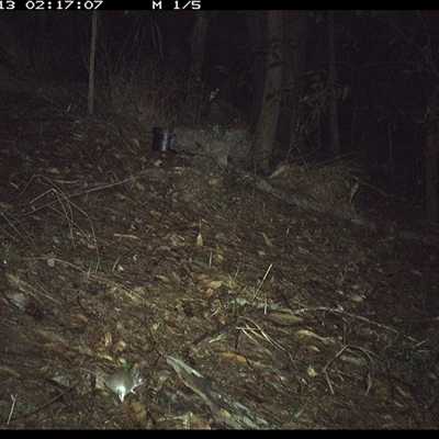 Sminthopsis murina (Common Dunnart) at Pappinbarra, NSW - 13 Oct 2024 by jonvanbeest