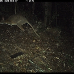 Thylogale thetis (Red-necked Pademelon) at Pappinbarra, NSW - 15 Oct 2024 by jonvanbeest