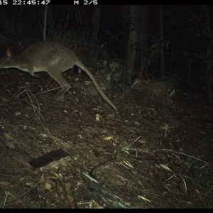 Thylogale thetis at Pappinbarra, NSW - 15 Oct 2024 10:45 PM