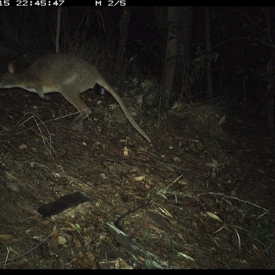 Thylogale thetis (Red-necked Pademelon) at Pappinbarra, NSW - 15 Oct 2024 by jonvanbeest