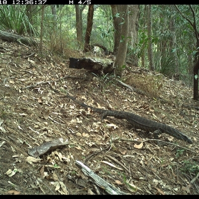 Varanus varius (Lace Monitor) at Pappinbarra, NSW - 18 Oct 2024 by jonvanbeest