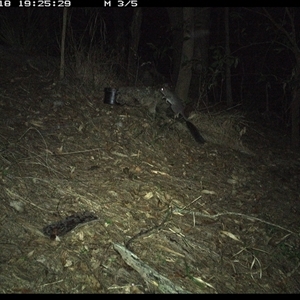 Phascogale tapoatafa (Brush-tailed Phascogale) at Pappinbarra, NSW - 18 Oct 2024 by jonvanbeest