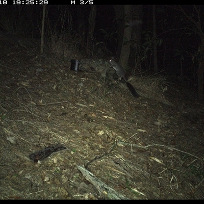 Phascogale tapoatafa (Brush-tailed Phascogale) at Pappinbarra, NSW - 18 Oct 2024 by jonvanbeest