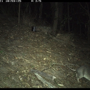 Perameles nasuta (Long-nosed Bandicoot) at Pappinbarra, NSW - 21 Oct 2024 by jonvanbeest