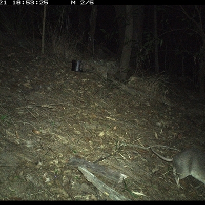 Perameles nasuta (Long-nosed Bandicoot) at Pappinbarra, NSW - 21 Oct 2024 by jonvanbeest