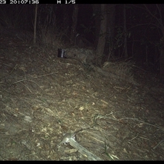 Sminthopsis murina (Common Dunnart) at Pappinbarra, NSW - 23 Oct 2024 by jonvanbeest