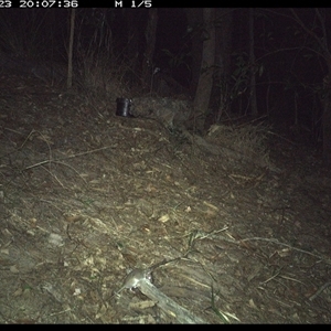 Sminthopsis murina (Common Dunnart) at Pappinbarra, NSW - 23 Oct 2024 by jonvanbeest