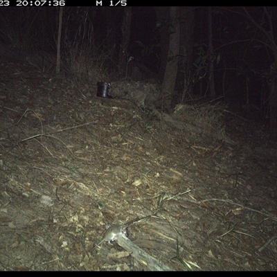 Sminthopsis murina (Common Dunnart) at Pappinbarra, NSW - 23 Oct 2024 by jonvanbeest