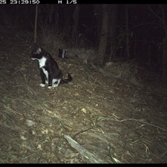 Felis catus (Feral Cat) at Pappinbarra, NSW - 25 Oct 2024 by jonvanbeest