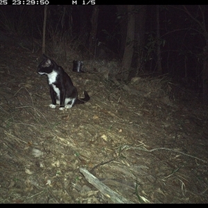 Felis catus (Feral Cat) at Pappinbarra, NSW - 25 Oct 2024 by jonvanbeest