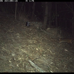 Pseudocheirus peregrinus (Common Ringtail Possum) at Pappinbarra, NSW - 26 Oct 2024 by jonvanbeest