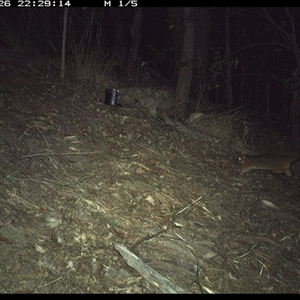Pseudocheirus peregrinus (Common Ringtail Possum) at Pappinbarra, NSW - 26 Oct 2024 by jonvanbeest