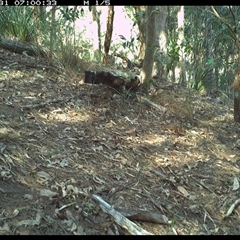 Leucosarcia melanoleuca (Wonga Pigeon) at Pappinbarra, NSW - 31 Oct 2024 by jonvanbeest