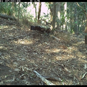 Leucosarcia melanoleuca (Wonga Pigeon) at Pappinbarra, NSW - 31 Oct 2024 by jonvanbeest