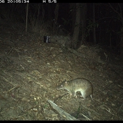 Isoodon macrourus (Northern Brown Bandicoot) at Pappinbarra, NSW - 6 Nov 2024 by jonvanbeest