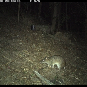 Isoodon macrourus (Northern Brown Bandicoot) at Pappinbarra, NSW - 6 Nov 2024 by jonvanbeest