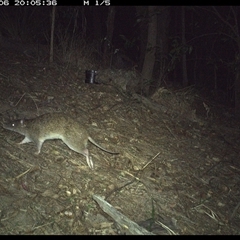 Isoodon macrourus at Pappinbarra, NSW - 6 Nov 2024 08:05 PM