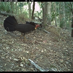 Alectura lathami (Australian Brush-turkey) at Pappinbarra, NSW - 11 Nov 2024 by jonvanbeest