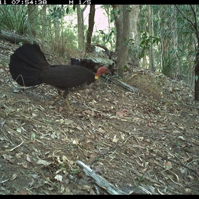 Alectura lathami (Australian Brush-turkey) at Pappinbarra, NSW - 11 Nov 2024 by jonvanbeest