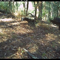 Ptilonorhynchus violaceus (Satin Bowerbird) at Pappinbarra, NSW - 14 Nov 2024 by jonvanbeest