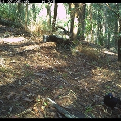 Ptilonorhynchus violaceus at Pappinbarra, NSW - 14 Nov 2024 07:05 AM