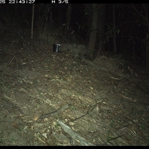 Antechinus stuartii (Brown Antechinus) at Pappinbarra, NSW - 25 Nov 2024 by jonvanbeest