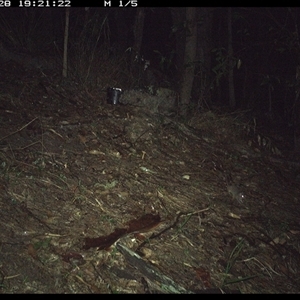 Antechinus sp. (genus) (Unidentified Antechinus) at Pappinbarra, NSW - 28 Nov 2024 by jonvanbeest