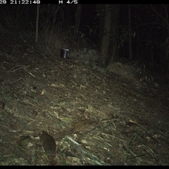 Rattus lutreolus (Swamp Rat) at Pappinbarra, NSW - 29 Nov 2024 by jonvanbeest