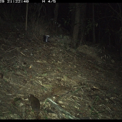 Rattus lutreolus (Swamp Rat) at Pappinbarra, NSW - 29 Nov 2024 by jonvanbeest