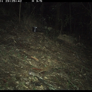 Antechinus stuartii (Brown Antechinus) at Pappinbarra, NSW - 1 Dec 2024 by jonvanbeest