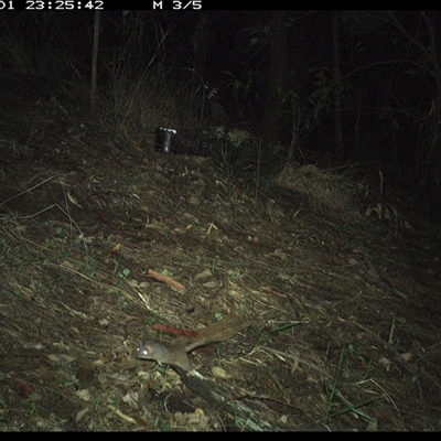 Antechinus stuartii (Brown Antechinus) at Pappinbarra, NSW - 1 Dec 2024 by jonvanbeest