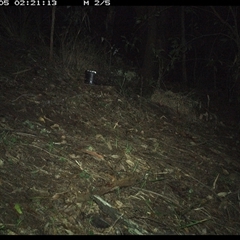 Antechinus sp. (genus) (Unidentified Antechinus) at Pappinbarra, NSW - 5 Dec 2024 by jonvanbeest
